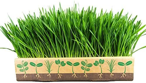Wheatgrass Box By Home Greens - All in One Kit to Grow Your Own Wheatgrass