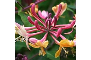 Caprifoglio American Beauty - Vaso 1,5 Litro (Pianta Rampicante - Pianta Adulta - Resistenza al Freddo: Ottima) - Muri e Recinzioni, Pergola, Balconi e Terrazze | ClematisOnline