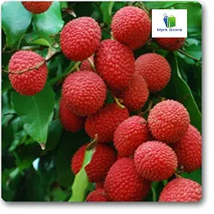 Mphmi Nurseryplant Nurseryplant Litchi ( Grown through seeds ) - Plant