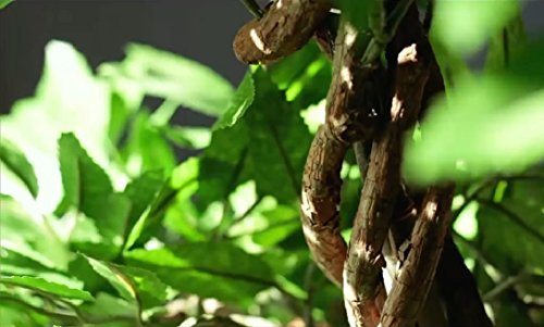 Stilvoller künstlicher Baum & Pflanzen, Der Japanese Fruticosa Tree ist eine wunderschöner künstliche Pflanze für Büros und Innendekorationen Höhe: 165cm groß. Pflanzen für einen Wintergarten - 5