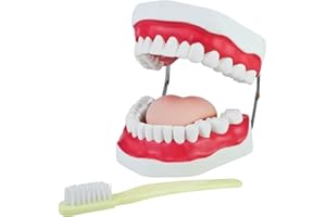 ‎MEDMOD Zahnmodell zum Zähneputzen Demonstration für Kinder Gebiss Modell Zähne Zahnpflegemodell Putzen Kiefer mit Zahnbürste und Zunge Zahnputz Zaehneputzen MedMod