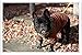 Produktbild Metall Poster Platte Wand-Dekor Blechschild von French Bulldog Dog Street 65488 20*30cm