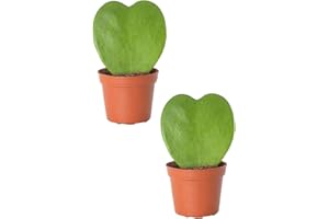 DECOALIVE Pack de Dos Plantas Hoya Kerrii Planta del Corazón Suculentas de Exterior e Interior