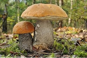 Leccinum Versipelle – Mycelium – Foresta funghi – Fai crescere i tuoi funghi!