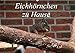 Price comparison product image Eichhörnchen zu Hause (Wandkalender 2019 DIN A2 quer): Bilder aus nächster Nähe. (Monatskalender, 14 Seiten )