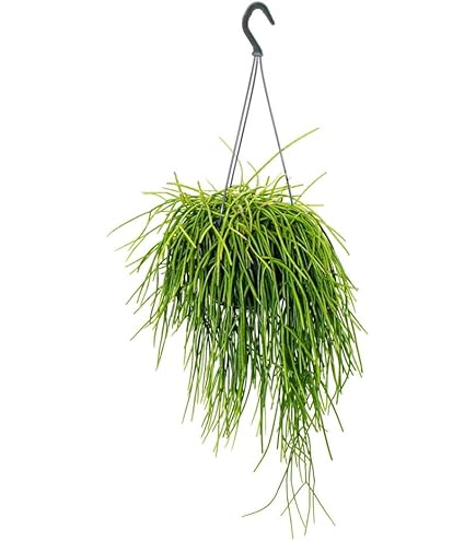 Plante Rhipsalis Pulchra En Pot 15 Cm – Décoration Intérieure, Style Jungle Urbaine