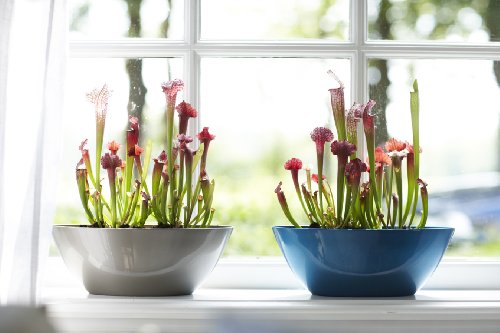 elho Brussels Diamond Oval Blumentopf 36cm – Weiss - 9