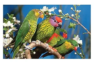 ISEE 360 Wallpaper Birds Posters Canvas for Kids Room Long Walls Living Room Bedroom Kitchen Furniture Kids Boys Girls Parrots Sticker L X H 18 X 12 Inches