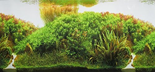 Pistachio Pet - Double-Sided Background Aquarium Poster, 45 x 100 cm