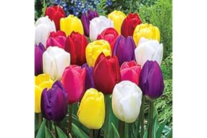 FLORIANA-BULBOSE Bulbos de Flores (10 X Tulipanes Triumph en mezcla)