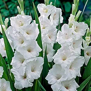 FernsFly IMP. Sword lily Gladiolus | Gladiola | Gladioli Flower Bulbs Home Outdoor Flowering Gardening Bulbs Blooming planting (Pack of 14 The Multi Mix)