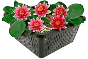 ‎S VD VELDE WATERPLANTEN vdvelde.com - Kleine Seerose Rot - Speziell für Mini Teiche - Winterharte Mini Seerose - Nymphaea Pygmaea Rubra - Zwergseerose - Inklusive Teichkorb, Lehm, Dünger und Abdeck-Kies