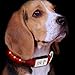Produktbild Hunde Leuchthalsband LED Blinkhalsband Leuchtendes Halsbänder, JuzPetz Wiederaufladbare LED Hunde Sicherheits Halsband Hundehalsband Leuchtender Nacht Hundeband Reflektierende, blinkende sichtbare Kragen [Wasserbeständigkeit | 3 leuchtende Modi | Schnelle Freigabe Wölbungs] Einstellbare Hellem Halsband für Haustier mit USB Ladekabel - Klein [29-38 cm] - Rot
