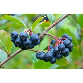 3 x Aronia Pflanze drei verschiedenene Apfelbeeren Sorten
