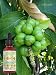 BeYouthful Cacay Oil - 100% Cold Pressed Cacay Oil For Face, Skin, Hair, Nails. Highest Botanical Source Of Plant Retinol (Provitamin A). Best Natural Anti-aging, Anti Wrinkle And Antioxidant Oil. Aid Cell Regeneration And Turnover, Hydrate Skin And Brighten Tone.