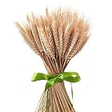 ramo de trigo dorado png Longitud: 50CM. KAIMENG 50x Ramo de Hierba Seca Decoración Boda Craft Props High Simulation para Decoraciones de Fiestas caseras 2 manojos