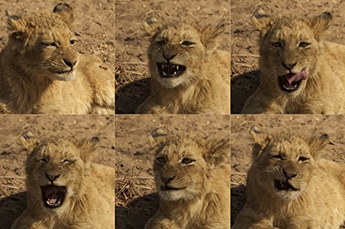 Download Löwen-Kalender 2016, Lion Calendar 2016, Lion Calendrier 2016: Löwen-Fotos aus Südafrika, Lions from South Africa Download Löwen-Kalender 2016, Lion Calendar 2016, Lion Calendrier 2016: Löwen-Fotos aus Südafrika, Lions from South Africa