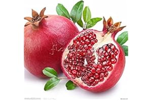 SVI 15 Seeds - Granatapfel-Baum-Samen (Punica granatum)