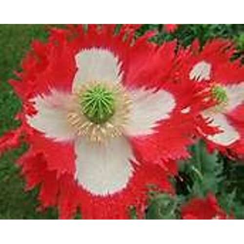 Amazon.co.uk poppy plants for sale