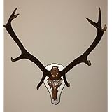 Imposantes 10-Ender-Hirschgeweih auf einem Trophäenschild veredelt mit Swarovski-Elements