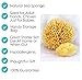 Contented Infant Natural Sea Sponges 2 Pack: For Newborn, Baby & Toddler Bath; Gentle Hypoallergenic Baby Shower Spa Care Gift Set
