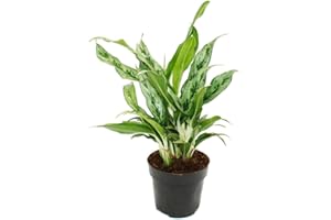 Exotenherz Aglaonema Greyhound - Buntblättriger Kolbenfaden - Ausgefallene Sorten - 12cm - ca. 25-30cm hoch