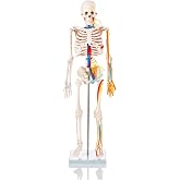 İnsan İskeleti Modeli Sinirli Ve Kan Dolaşımlı 85 cm
