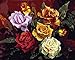 Produktbild PAINTINGLEE New Paint by Numbers für Erwachsene Kinder - Bunte Rose 16 * 20 Zoll Leinen Leinwand (kein Rahmen) - DIY Digital Painting by Numbers Kits auf Leinwand