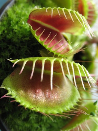 Seedeo Anzuchtset Venus Fliegenfalle (Dionaea muscipula) - 2