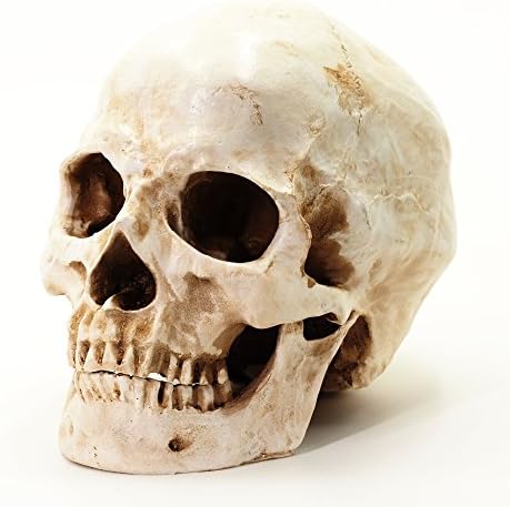 S24.5234 Human skull, 2 pieces, life-size