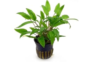 PlantasAcuario Planta acuática CRYPTOCORYNE WENDTII GREEN planta de acuario viva y natural para acuario plantado en maceta de 5cm