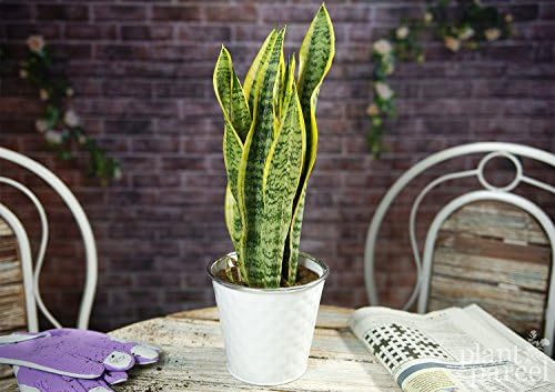 Mother In Laws Toungue / Sansevieria Laurentii - 1 Plant - House / Office Live Indoor Pot Plant Tree - In 15cm White Pot