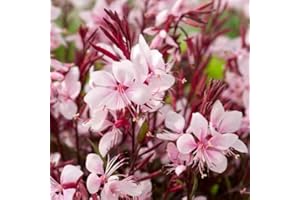 PERAGA GARDEN 1 PIANTA DI GAURA VASO 14CM