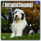 Old English Sheepdogs - Bobtails 2017 - 18-Monatskalender mit freier DogDays-App: Original BrownTrout-Kalender [Mehrsprachig] [Kalender] (Wall-Kalender) by 