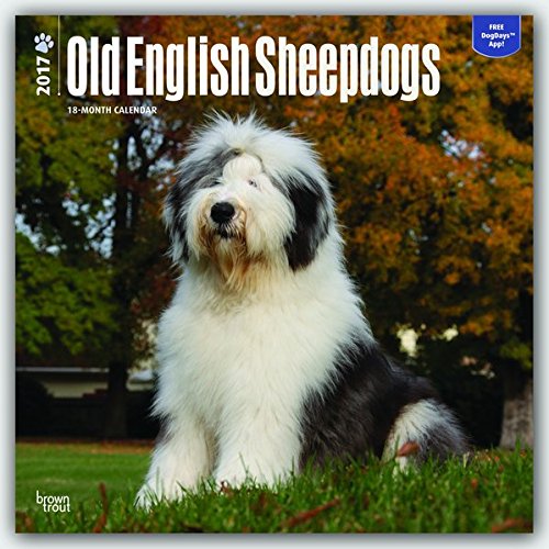 Old English Sheepdogs - Bobtails 2017 - 18-Monatskalender mit freier DogDays-App: Original BrownTrout-Kalender [Mehrsprachig] [Kalender] (Wall-Kalender)