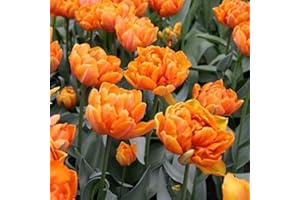 Portal Cool 30 X doppio, fioritura precoce arancione tulipani arancioni Nassau Bulbi. Alta qualitÃ