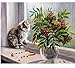 Produktbild RFGED Malen Nach Zahlen Kits Romantische Bild DIY Kätzchen Blick Aus Dem Fenster Muster Öl Bild Zeichnung Home Decor Art Geschenk Leinwand Kinder Magie 50x60cm