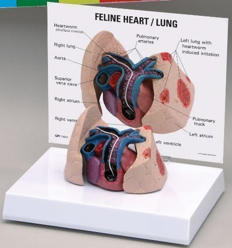 Feline Heart Lung Veterinary Anatomical Model w Educational Key Card