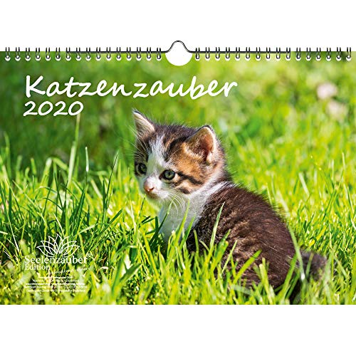 Preisvergleich Produktbild Katzenzauber DIN A4 Kalender 2020 Katzen und Katzenbabys - Seelenzauber