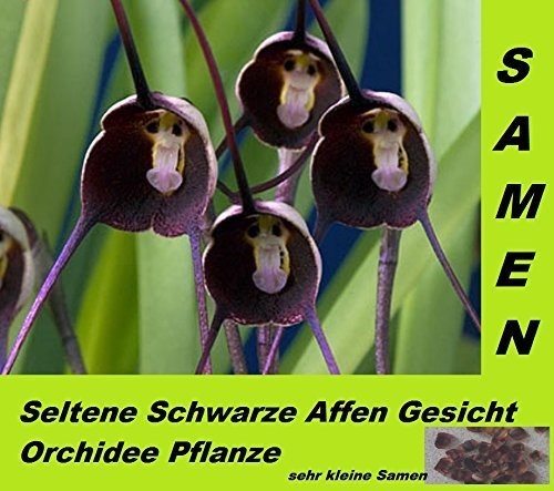 15x Seltene Schwarze Affen Gesicht Orchideen Hingucker Orchidee Pflanze #211