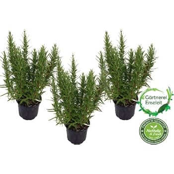 3 Pflanzen Rosmarin im 12 cm Topf - Rosmarinus officinalis