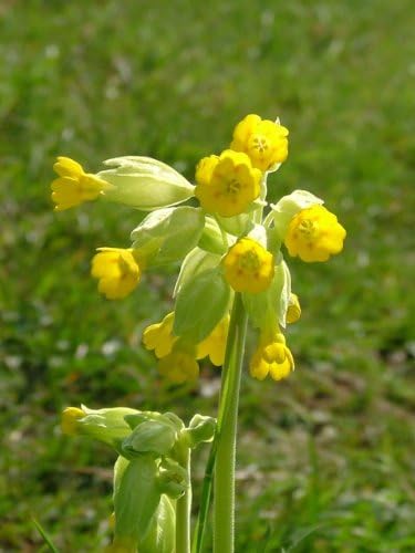 Cowslip (Primula veris) Plant - 25 Plug Plants (40cc)