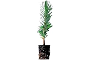 GENÉRICO Planta natural Pino piñonero. Pinus Pinea. 20-30 cm. En cepellón listo para plantar. Plantar un pino piñonero ayuda al medio ambiente, provee sombra, belleza y piñones nutritivos.