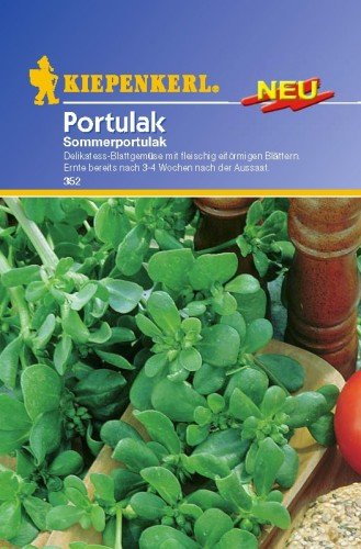 Kiepenkerl Portulak Sommerportulak