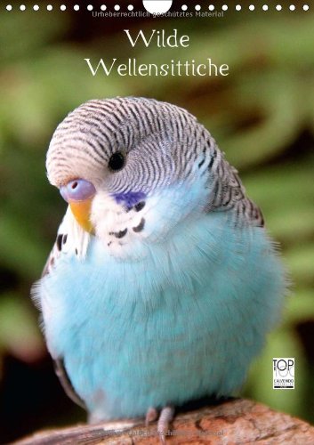 Wilde Wellensittiche (Wandkalender 2014 DIN A4 hoch): Wunderschöner Wellensittichkalender mit atemberaubend schönen und farbenprächtigen Fotografien ... Vögel. (Monatskalender, 14 Seiten)