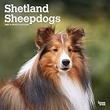 Shetland Sheepdogs - Shelties 2020 - 16-Monatskalender mit freier DogDays-App: Original BrownTrout-Kalender [Mehrsprachig] [Kalender] (Wall-Kalender) by 