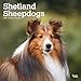 Shetland Sheepdogs - Shelties 2020 - 16-Monatskalender mit freier DogDays-App: Original BrownTrout-Kalender [Mehrsprachig] [Kalender] (Wall-Kalender) by 