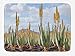 Produktbild HLKPE Plant Bath Mat, Photo from Aloe Vera Plantation Medicinal Leaves Remedy Fuerteventura Canary Islands, Plush Bathroom Decor Mat with Non Slip Backing, 23.6 W X 15.7 L Inches, Multicolor