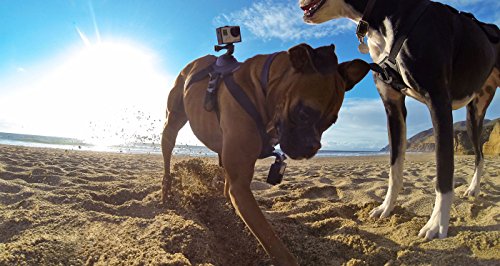 GoPro Zubehör Fetch Hundegeschirr (geeignet für HERO4/HERO3+/HERO3/HD HERO2/Original HD HERO/HERO) - 6