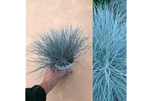 CARBETH PLANTS 3 x Festuca Intense Blue Blue Grass Plants Ready to Plant Amazing Blue Fescue Grass in 9cm Pots